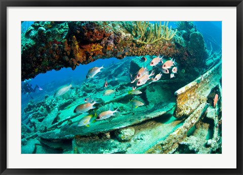 Framed Schooling Soldierfish, Wreck of the RMS Rhone, coast of Salt Island, Tortola, British Virgin Islands, Caribbean Print