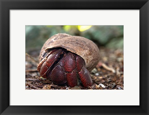Framed Hermit crab (crustacean), Virgin Islands Print
