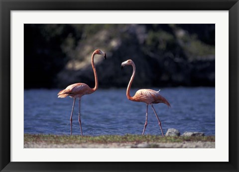 Framed Pink Flamingos on Lake Goto Meer, Bonaire, Caribbean Print