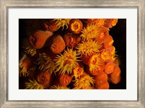 Framed Orange Cup Coral, Netherlands Antilles Print