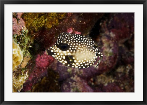 Framed Smooth Trunkfish, Bonaire, Netherlands Antilles Print