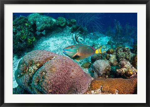 Framed Stoplight Parrotfish, Bonaire, Netherlands Antilles Print