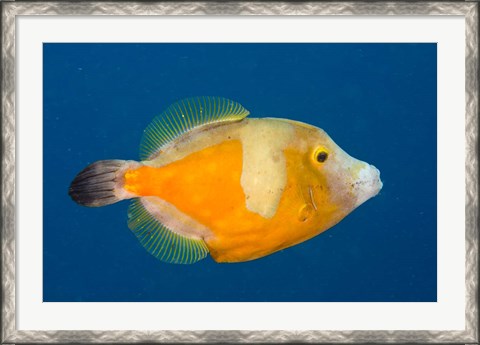 Framed Whitespotted File fish Orange Phase, Bonaire, Caribbean Print