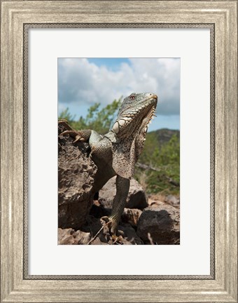 Framed Green Iguana lizard, Slagbaai NP, Netherlands Antilles Print
