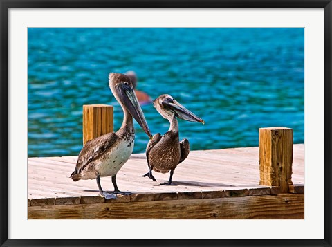 Framed Brown Pelican Print