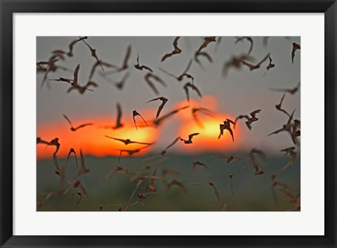 Framed Mexican Free-Tailed Bats, Concan, Texas, USA Print