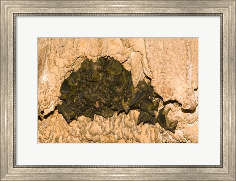 Framed Bat wildlife, Cave, Ankarana NP, Madagascar Print