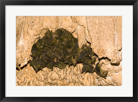 Framed Bat wildlife, Cave, Ankarana NP, Madagascar Print