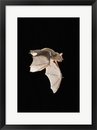 Framed Evening Bat leaving Day roost in tree hole, Texas Print