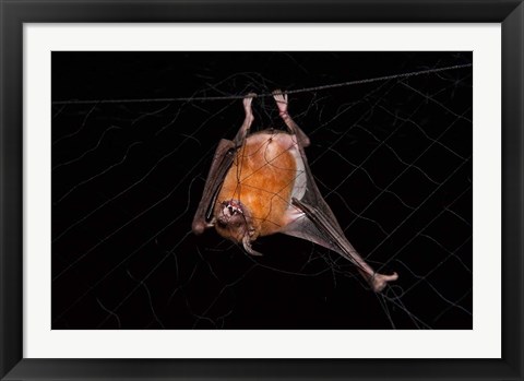 Framed Fishing Bat, Iwokrama Forest Reserve, Guyana Print