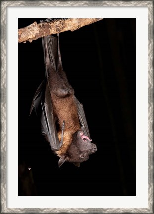 Framed USA, Pennsylvania, Giant Fruit Bat Print