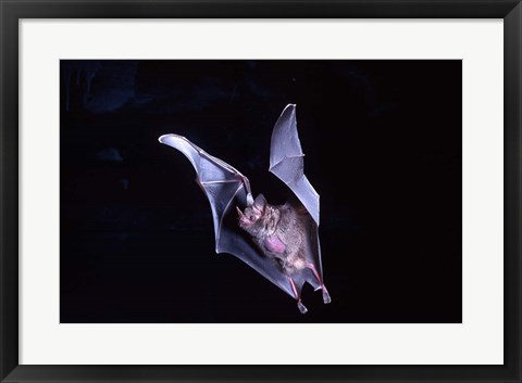 Framed Leaf-nosed Fruit Bat wildlife Print