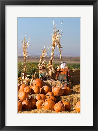 Framed Pumpkin, hay bales, scarecrows, Fruitland, Idaho Print