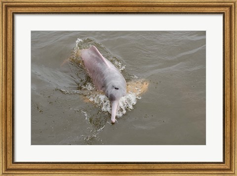 Framed Brazil, Amazonas, Rio Tapajos Freshwater pink Amazon dolphin Print