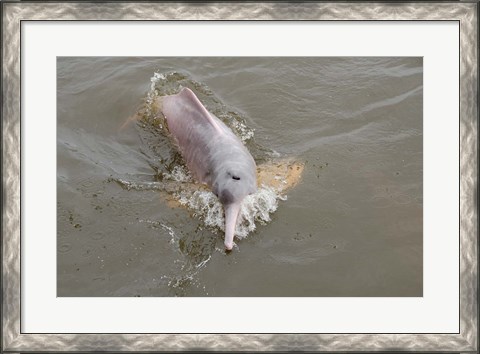 Framed Brazil, Amazonas, Rio Tapajos Freshwater pink Amazon dolphin Print