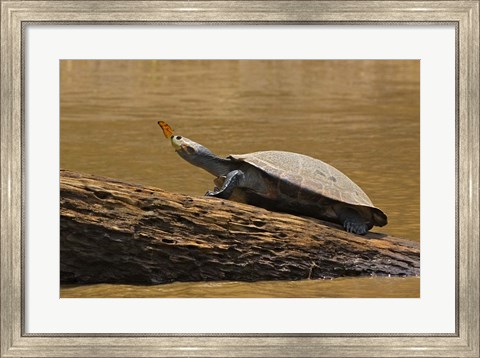 Framed Turtle Atop Rock with Butterfly on its Nose, Madre de Dios, Amazon River Basin, Peru Print