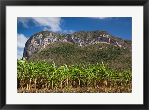 Framed Cuba, Pinar del Rio Province, Palm plantation Print