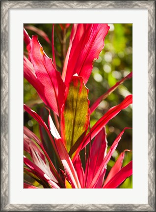 Framed Cuba, Vinales, El Jardin de Caridad, Garden flora Print