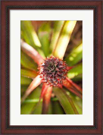 Framed Cuba, Vinales, El Jardin de Caridad, Pineapple Print