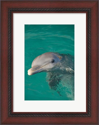 Framed Netherlands Antilles, Curacao, Dolphin Academy Print