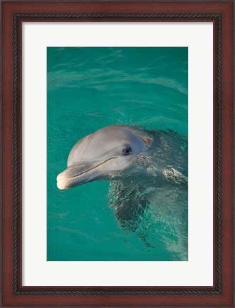 Framed Netherlands Antilles, Curacao, Dolphin Academy Print