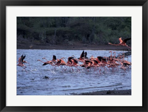 Framed Flamingo Sanctuary, Curacao, Caribbean Print