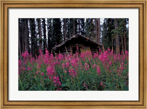 Framed Abandoned Trappers Cabin Amid Fireweed, Yukon, Canada Print