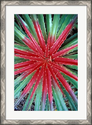 Framed Cactus Detail, Chrstoffel National Park, Curacao, Caribbean Print