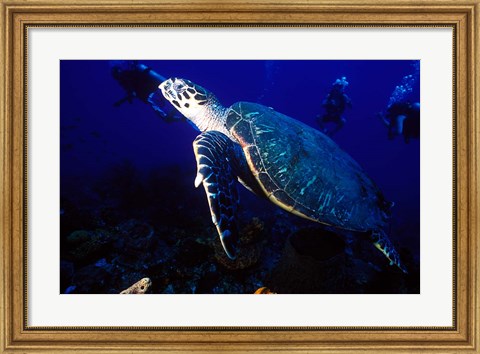 Framed Loggerhead Turtle, Dominica, Caribbean Print