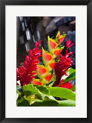 Framed Dominica, Roseau, heliconia, red ginger flowers Print