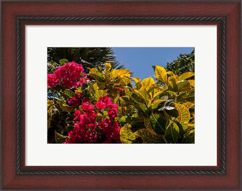 Framed Bougainvillea flowers, Bavaro, Higuey, Punta Cana, Dominican Republic Print