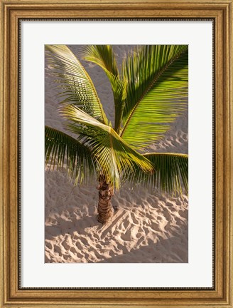 Framed Palm tree, Bavaro Beach, Higuey, Punta Cana, Dominican Republic Print