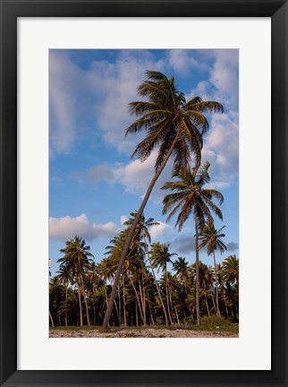 Framed Palm Trees, Bavaro, Higuey, Punta Cana, Dominican Republic Print