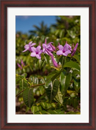 Framed Tropical purple flowers, Bavaro, Higuey, Punta Cana, Dominican Republic Print
