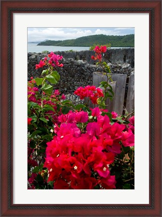 Framed Flowering Bougainvillea &amp; Ruins, Chateau Dubuc, Martinique, French Antilles, West Indies Print