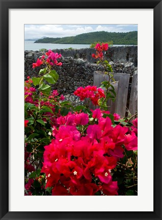 Framed Flowering Bougainvillea &amp; Ruins, Chateau Dubuc, Martinique, French Antilles, West Indies Print