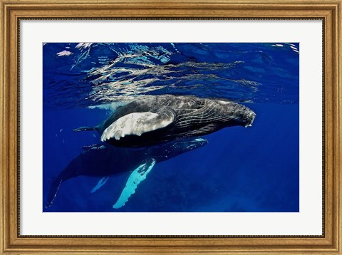 Framed Humpback whale calf, Silver Bank, Domincan Republic Print