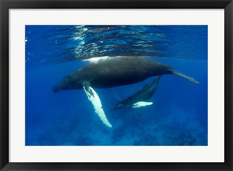 Framed Humpback whale mother and calf, Silver Bank, Domincan Republic Print