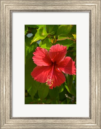 Framed Dominican Republic, Bavaro, Hibiscus flower Print