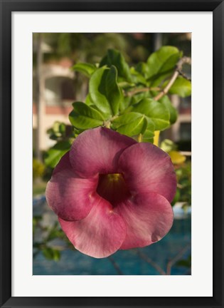 Framed Dominican Republic, Punta Cana, Allamanda flower - pink Print