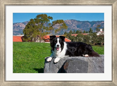 Framed Border Collie dog Print