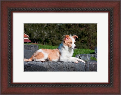 Framed Border Collie puppy dog lying Print