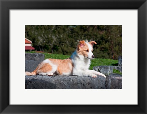 Framed Border Collie puppy dog lying Print