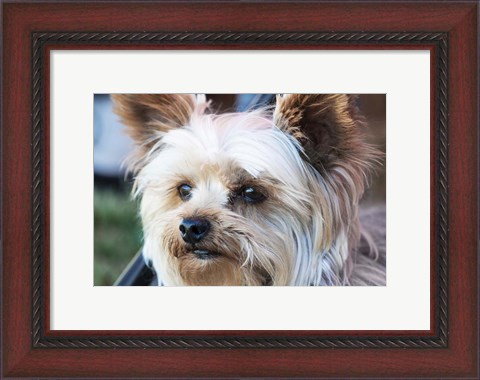 Framed Waitching Dog with Intent Print