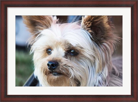 Framed Waitching Dog with Intent Print