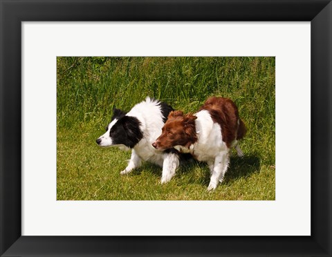 Framed Purebred Border Collie dogs Print