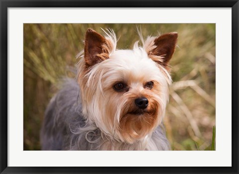 Framed Purebred Yorkshire Terrier Dog Print