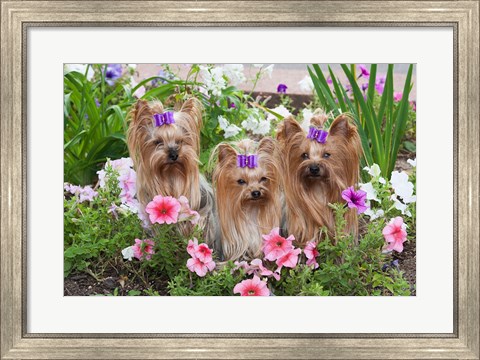Framed Purebred Yorkshire Terrier Dog in flowers Print