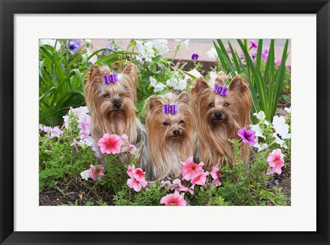 Framed Purebred Yorkshire Terrier Dog in flowers Print