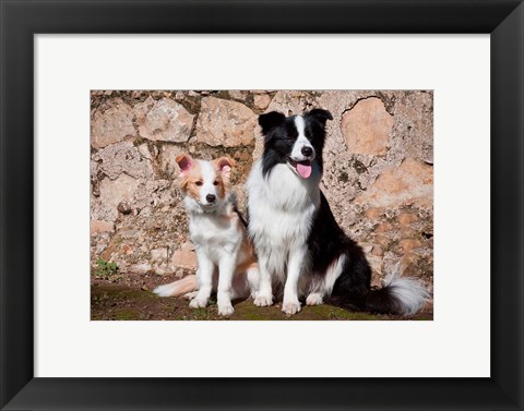 Framed adult Border Collie dog with puppy Print